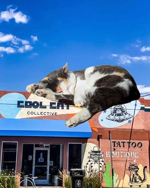 Image post by @coolcatcollectivelbc on Instagram