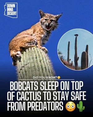 Image post by @downinnadesert on Instagram