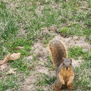 Image post by @squirrels.mizzou on Instagram