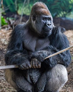 Image post by @thetorontozoo on Instagram