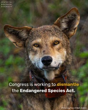 Image post by @centerforbiodiv on Instagram