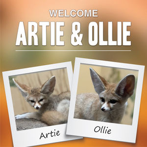 Image post by @bhamzoo on Instagram