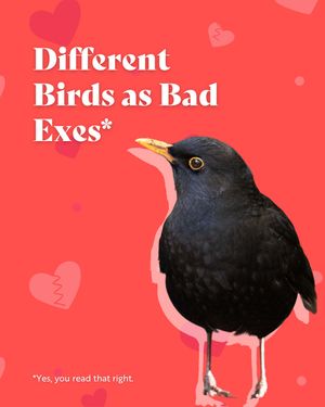 Image post by @rspb on Instagram