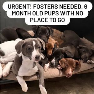 Image post by @northmeckanimalrescue on Instagram