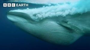 Video post by @bbcearth on YouTube