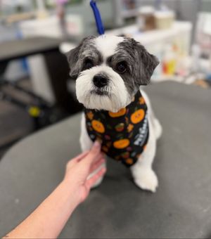 Video post by @petsmart on TikTok