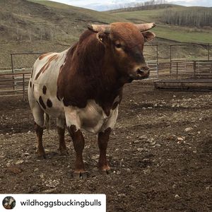 Image post by @pbrcanada on Instagram