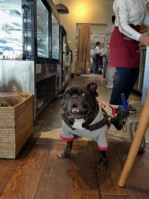 Image post by @walkinpets on Instagram