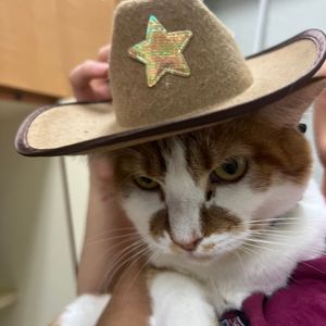 Image post by @whitmanpets on Instagram