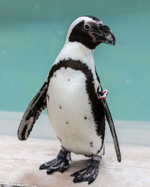 Image post by @thetorontozoo on Instagram