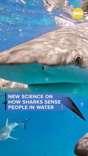 Video post by @gma on TikTok