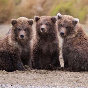Image post by @bbcearth on Instagram