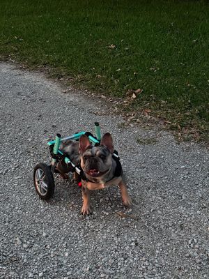 Image post by @walkinpets on Instagram