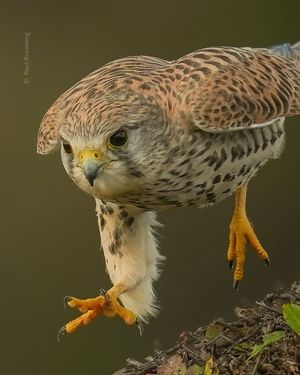Image post by @rspb on Instagram