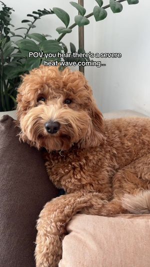 Video post by @tedflixnchill on TikTok