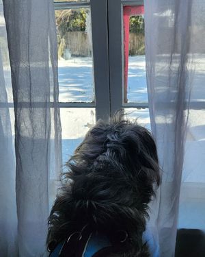 Image post by @thesavannahwolfhound on Instagram