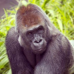 Image post by @sandiegozoo on Instagram
