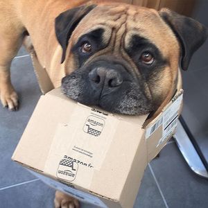 Image post by @amazon on Instagram