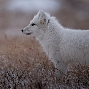 Image post by @bbcearth on Instagram