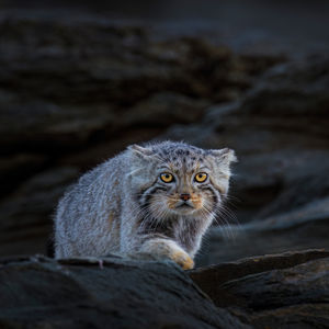 Image post by @bbcearth on Instagram