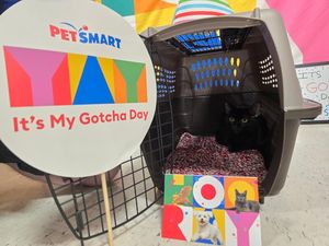 Image post by @petsmart on Instagram