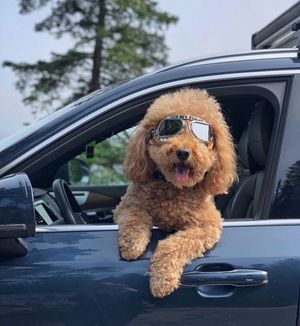 Image post by @VolvoCarUSA on Twitter