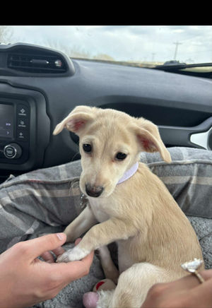 Video post by @candyjimenezzzzz on TikTok
