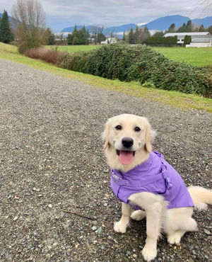 Image post by @canadapooch on Instagram