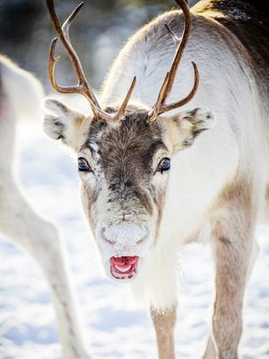 Image post by @animalplanet on Instagram