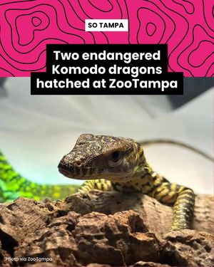 Image post by @thatssotampa on Instagram