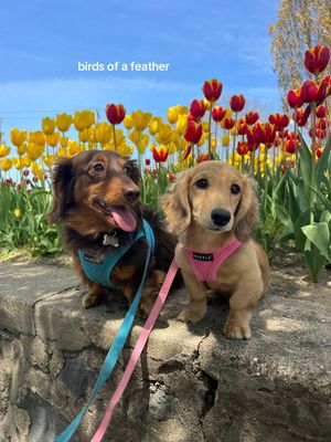 Video post by @catchingupwithcaitlin on TikTok