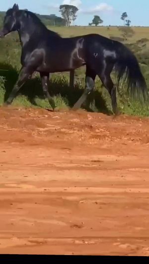 Video post by @joselonazarenopena on Facebook