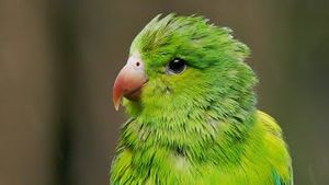 Video post by @bbcearth on YouTube