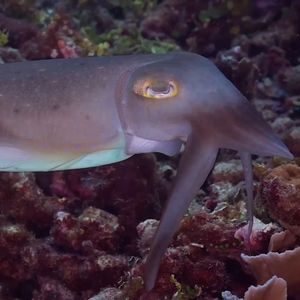 Image post by @discovery on Instagram
