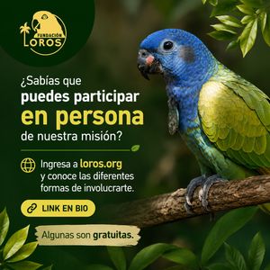 Image post by @fundacionloros on Instagram