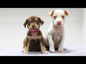 Video post by @AnimalHumaneSocietyMN on YouTube