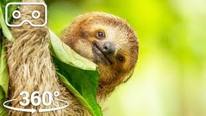 Video post by @bbcearth on YouTube