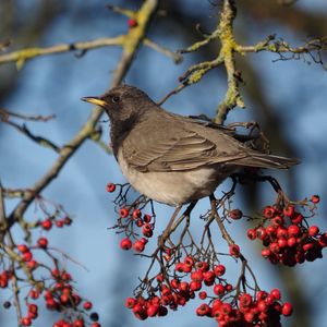 Image post by @rspb on Instagram