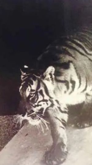 Video post by @lsu on TikTok
