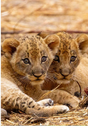 Video post by @bbcearth on TikTok