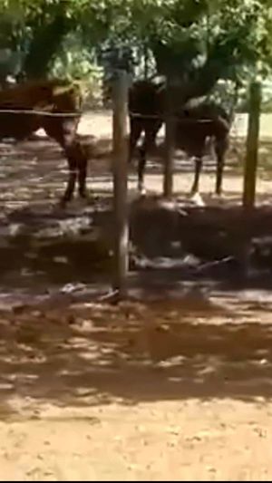 Video post by @joselonazarenopena on Facebook