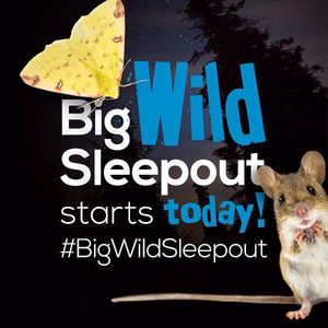 Image post by @rspb on Instagram