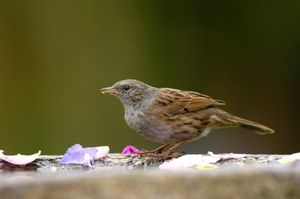 Image post by @rspb on Instagram
