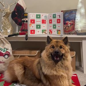 Image post by @tsukitheeurasier on Instagram