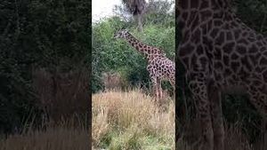 Video post by @danielleclardy on YouTube
