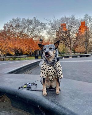 Image post by @evolvepetfood on Instagram