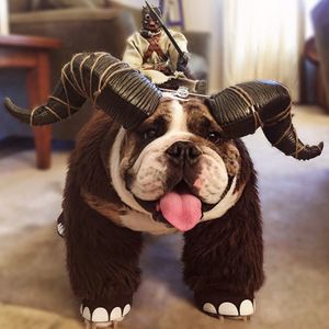 Image post by @drhempdog on Instagram