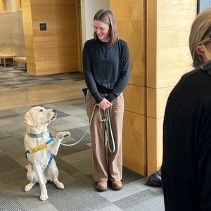 Image post by @canineorg on Instagram