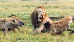 Video post by @bbcearth on YouTube
