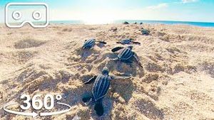 Video post by @bbcearth on YouTube